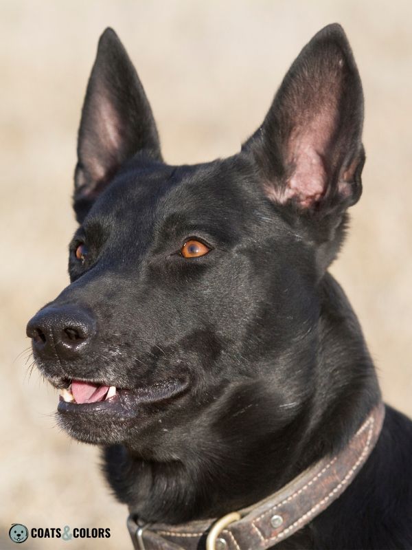 Jet black belgian store malinois