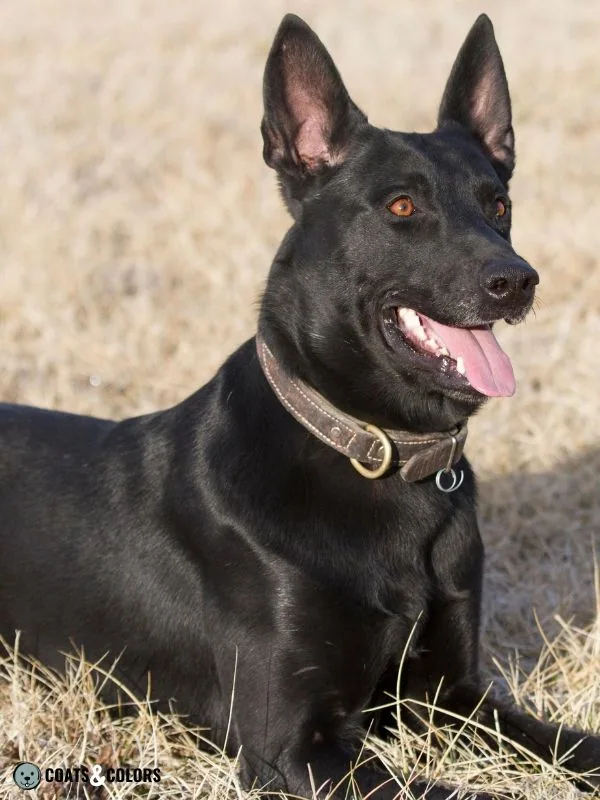 Belgian Malinois Coat Colors Black 3
