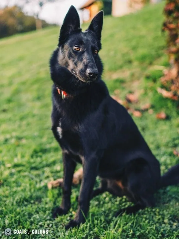 Belgian Malinois Coat Colors Black 4