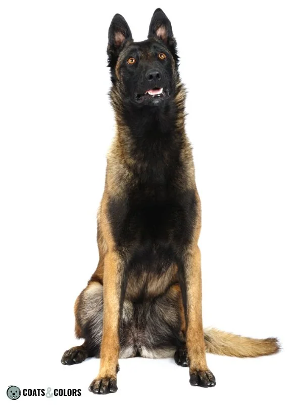 Belgian Malinois Coat Colors Black Fawn Extended Mask 2