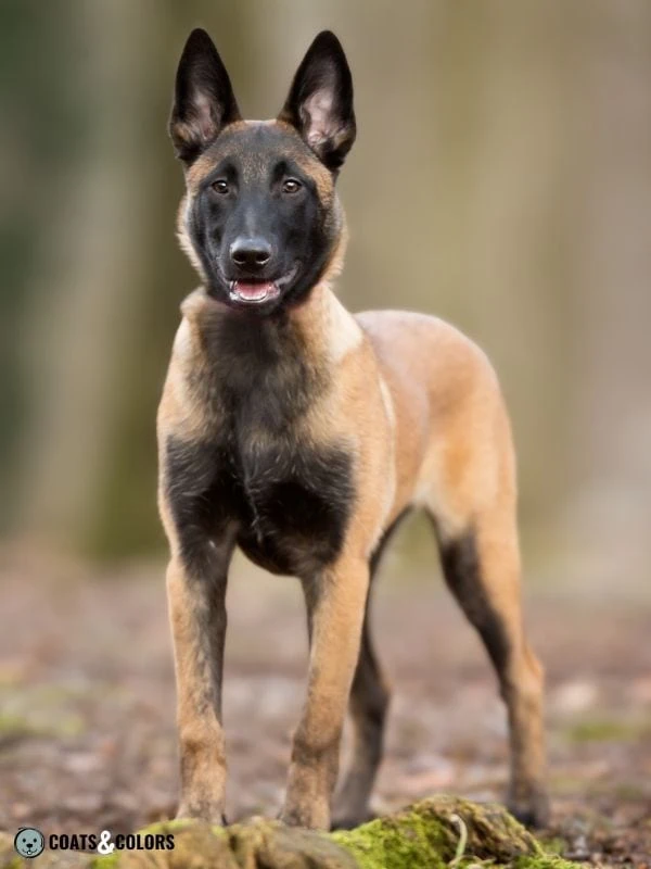 Belgian Malinois Coat Colors Black Fawn Extended Mask 3
