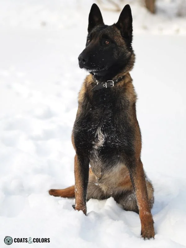 Belgian Malinois Coat Colors Black Fawn Extended Mask 5