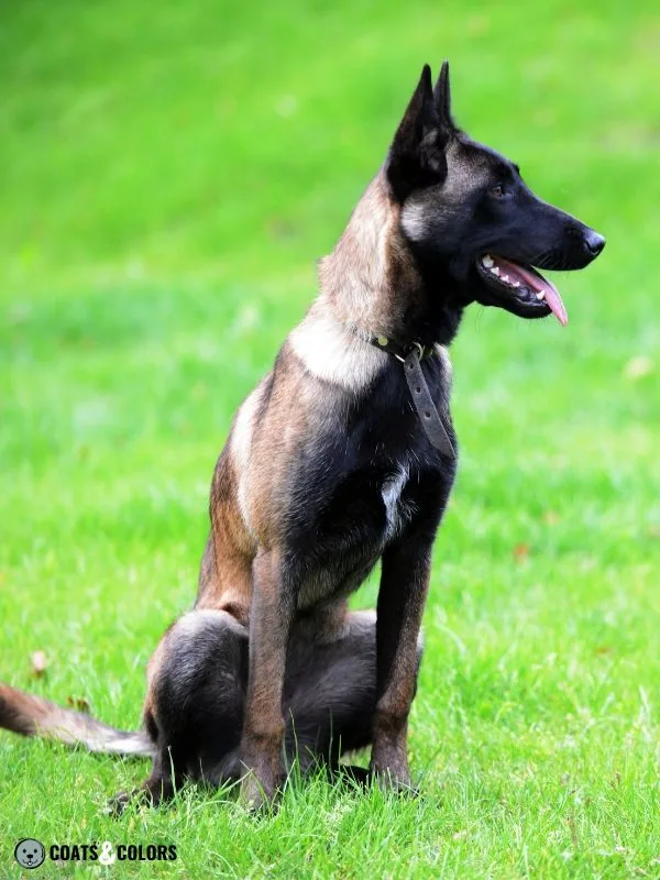 Belgian Malinois Coat Colors Black Fawn Extended Mask