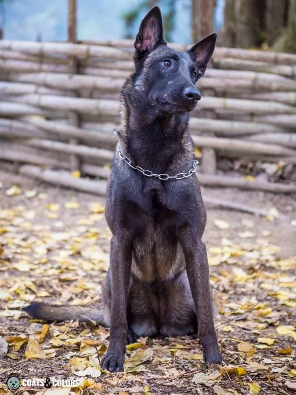 Belgian Malinois Coat Colors Black Sable