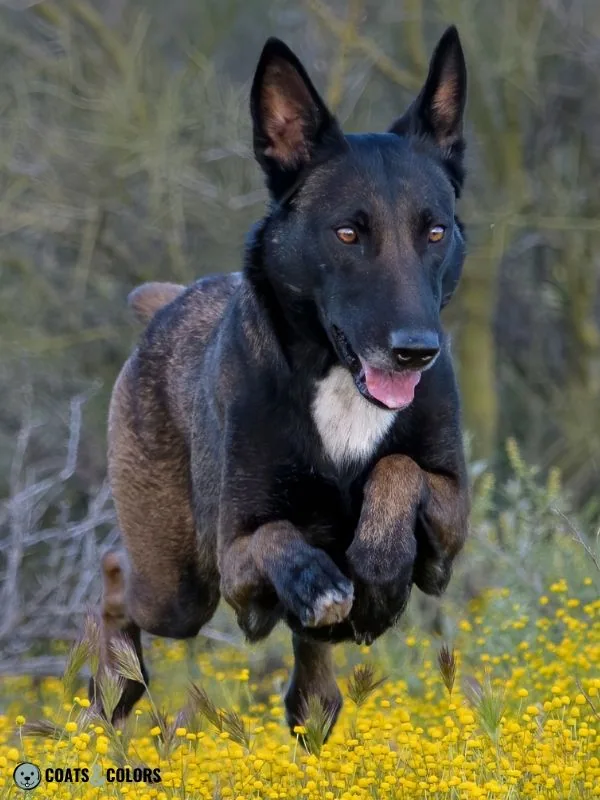 Belgian Malinois Coat Colors Black sable 2