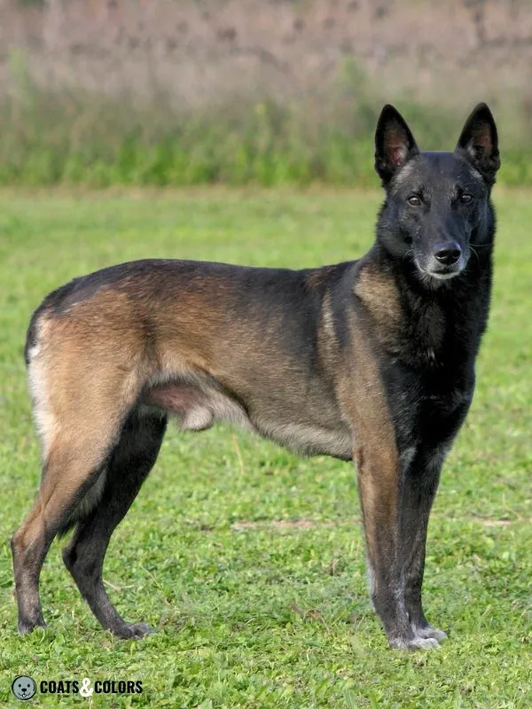 Belgian Malinois Coat Colors Black sable 3