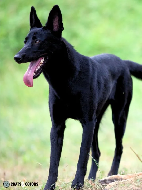 Belgian Malinois Coat Colors Black
