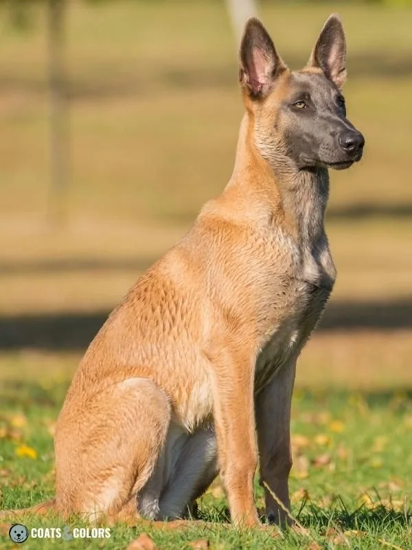 Belgian Malinois Coat Colors Blue color dilution 2
