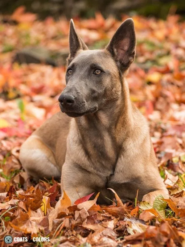 Belgian Malinois Coat Colors Blue color dilution 3