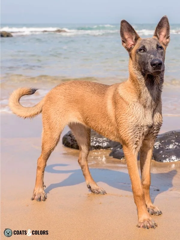 Belgian Malinois Coat Colors Blue color dilution 4