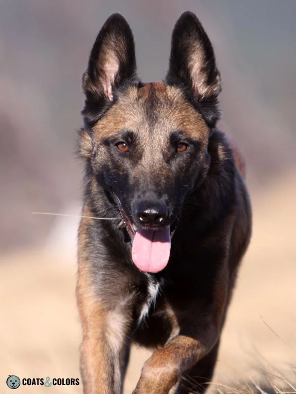 Belgian Malinois Coat Colors Mask 1