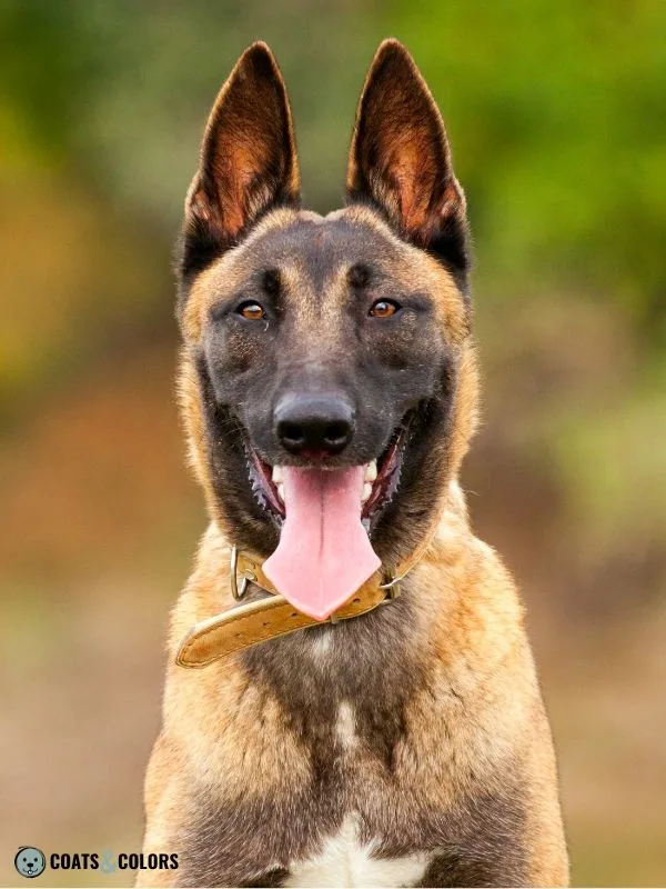 Belgian Malinois Coat Colors Mask 2