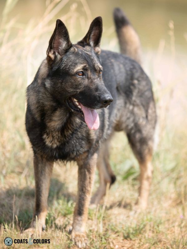 Belgian Malinois Coat Colors agouti color