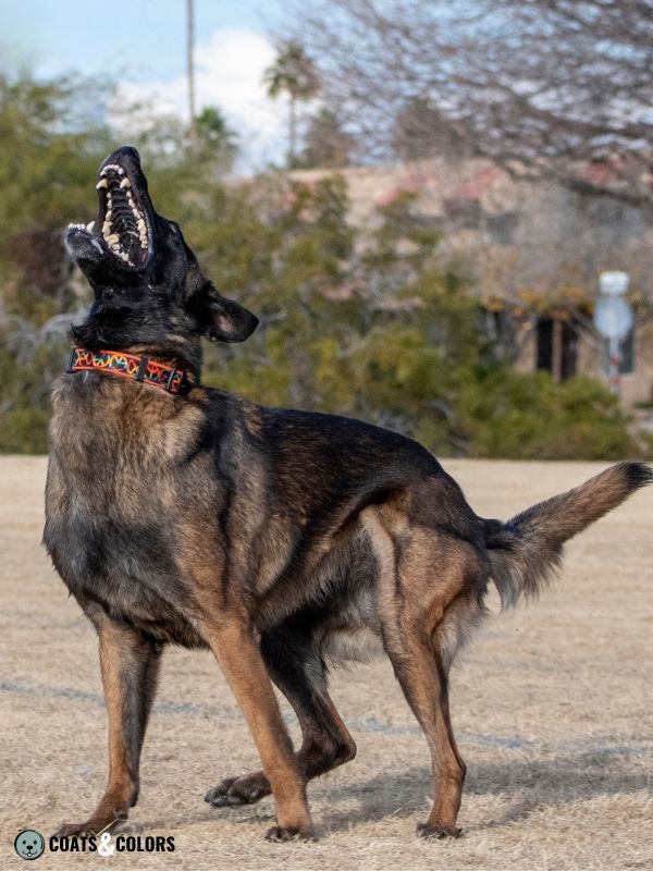 Belgian Malinois Coat Colors black overlay