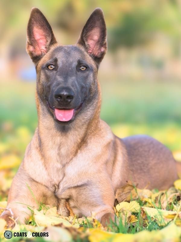 All white 2024 belgian malinois