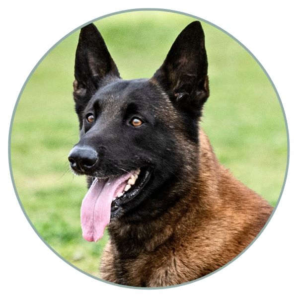 Belgian Malinois Coat Colors brown eyes