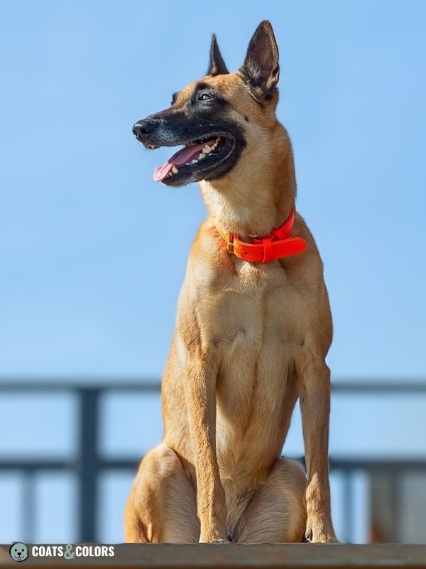 Belgian Malinois Coat Colors clear sable 2