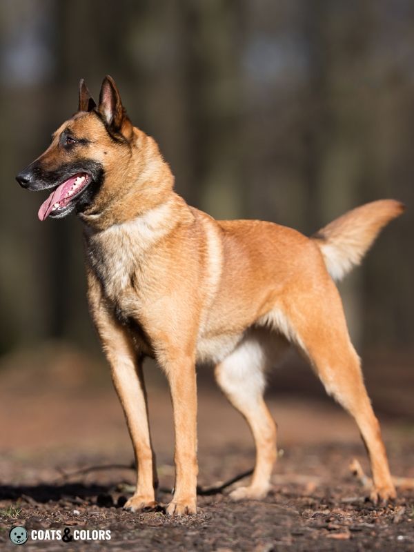 Belgian Malinois Coat Colors clear sable 3