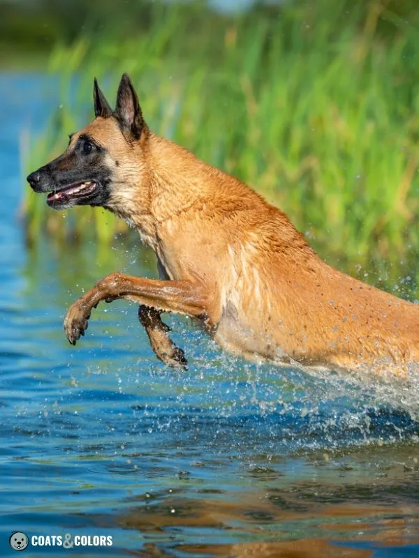 Belgian Malinois Coat Colors clear sable 4