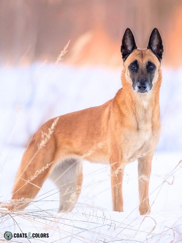 Belgian Malinois Coat Colors clear sable