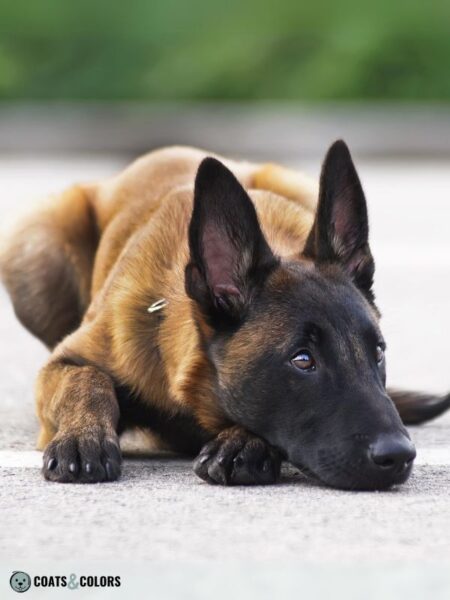 Belgian Malinois Coat Colors | Coats and Colors