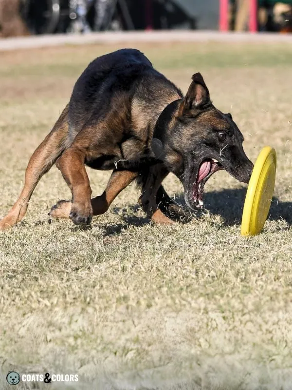 Belgian Malinois Coat Colors extended shading