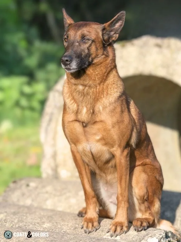 Belgian Malinois Coat Colors intensity 1