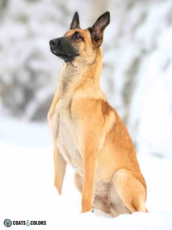 Belgian Malinois Coat Colors intensity 2