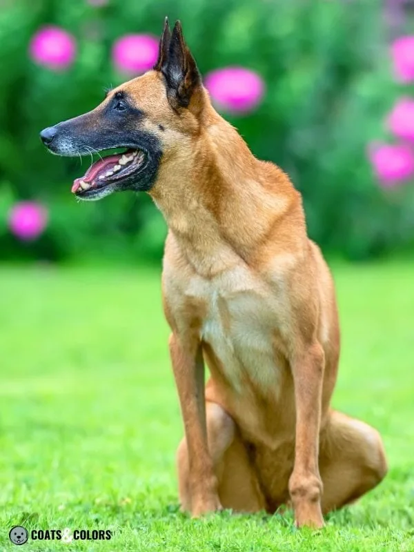 Belgian Malinois Coat Colors intensity 3