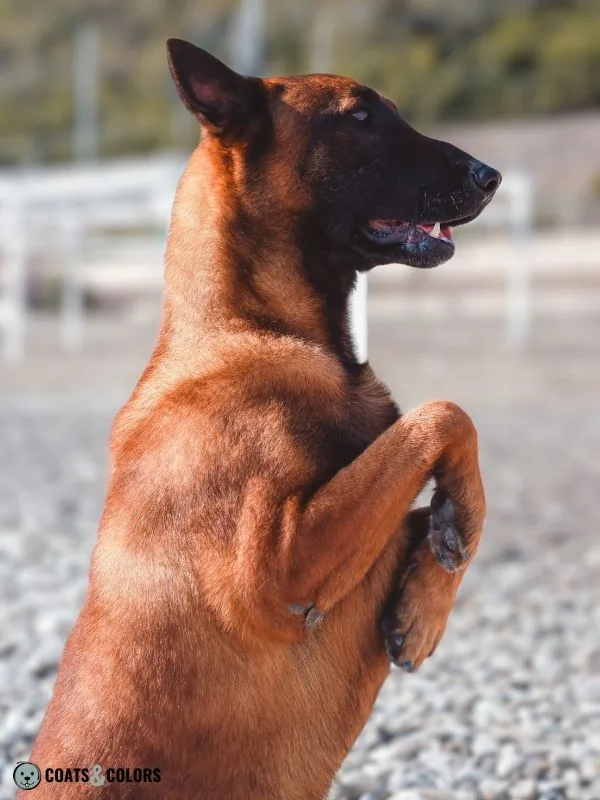 Belgian Malinois Coat Colors intensity 5
