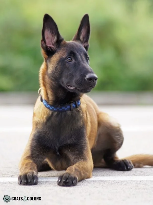 Belgian Malinois Coat Colors large mask