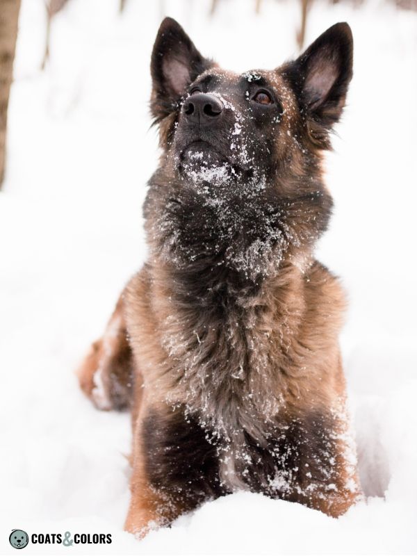 Belgian Malinois Coat Colors long coat 2