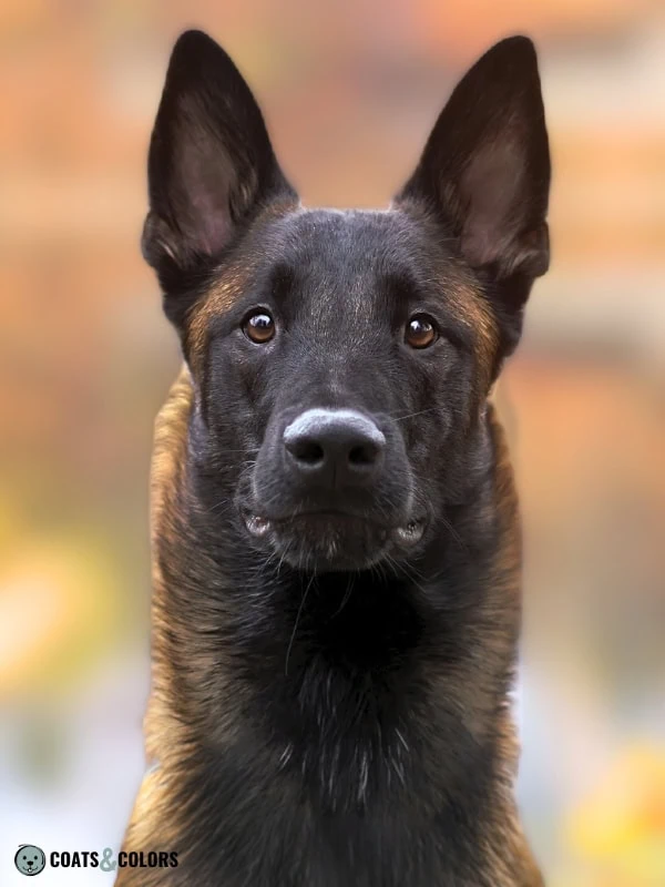 Belgian Malinois Coat Colors mask size 1