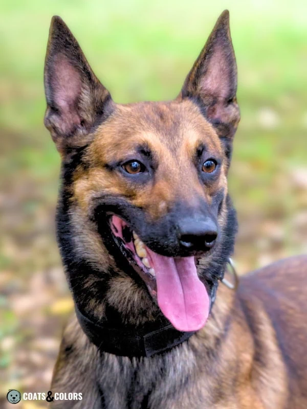 Belgian Malinois Coat Colors mask size 2