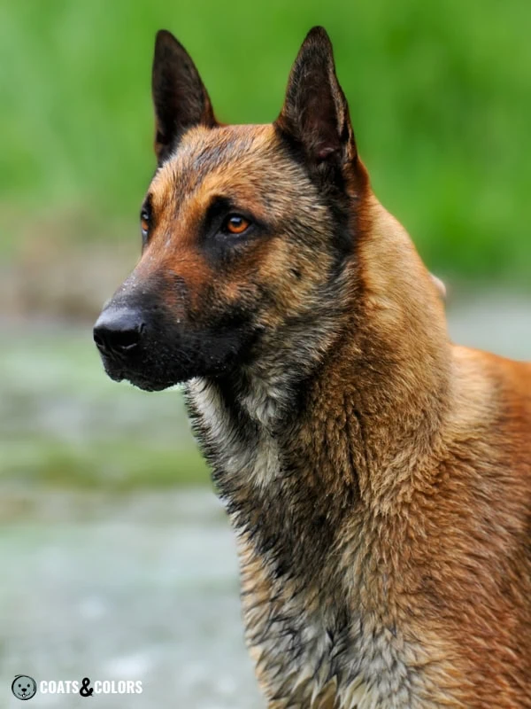 Belgian Malinois Coat Colors mask size 3