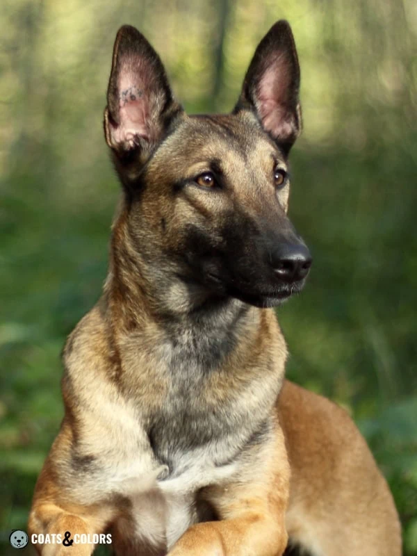 Belgian Malinois Coat Colors mask size 4