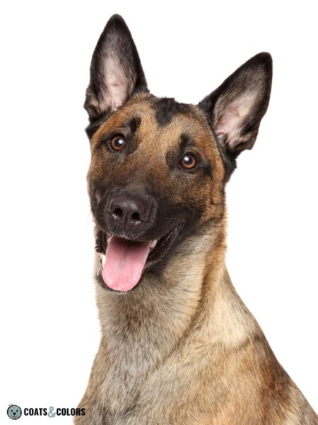 Belgian Malinois Coat Colors | Coats and Colors