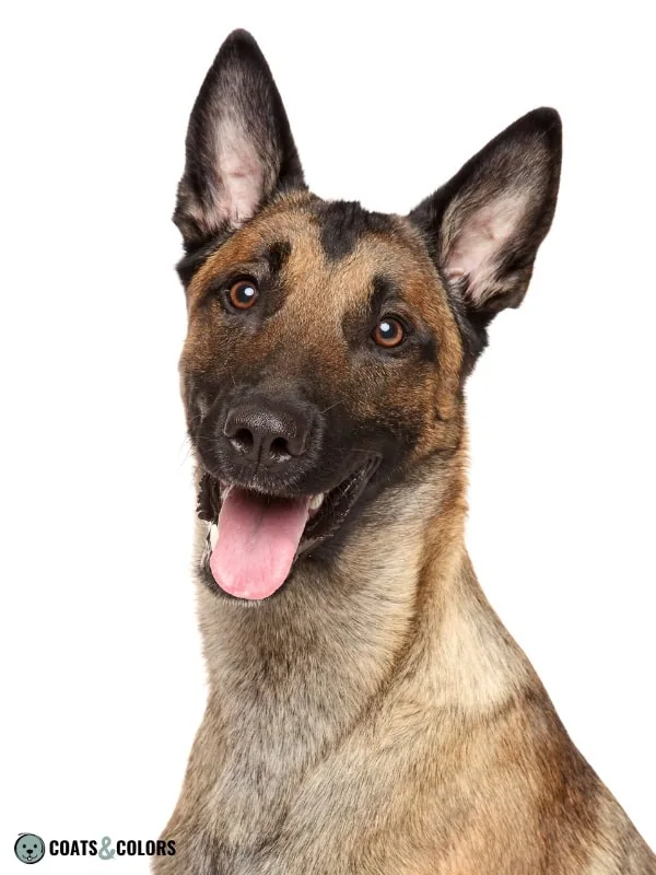 Belgian Malinois Coat Colors mask size 5