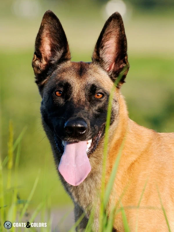 Belgian Malinois Coat Colors mask size 6