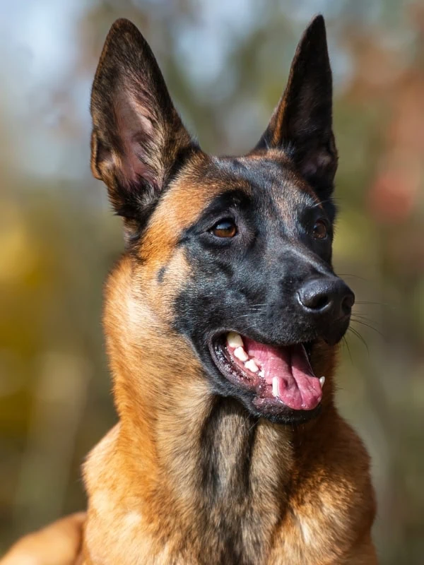 Belgian Malinois Coat Colors mask size 8