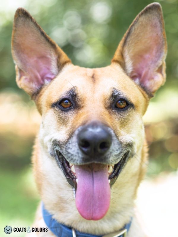 Belgian Malinois Coat Colors mask small