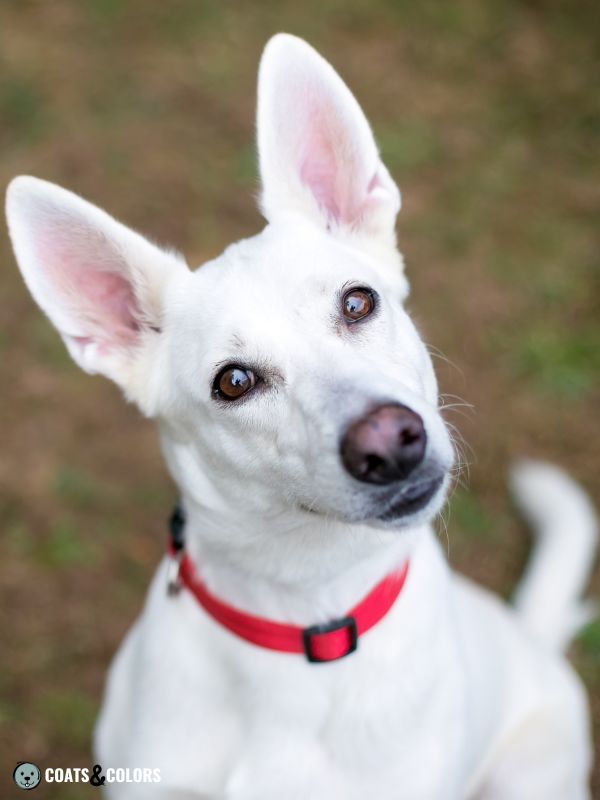 White belgian malinois cheap for sale