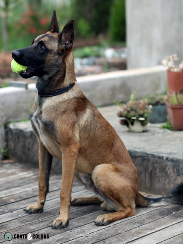 Belgian malinois coat sale