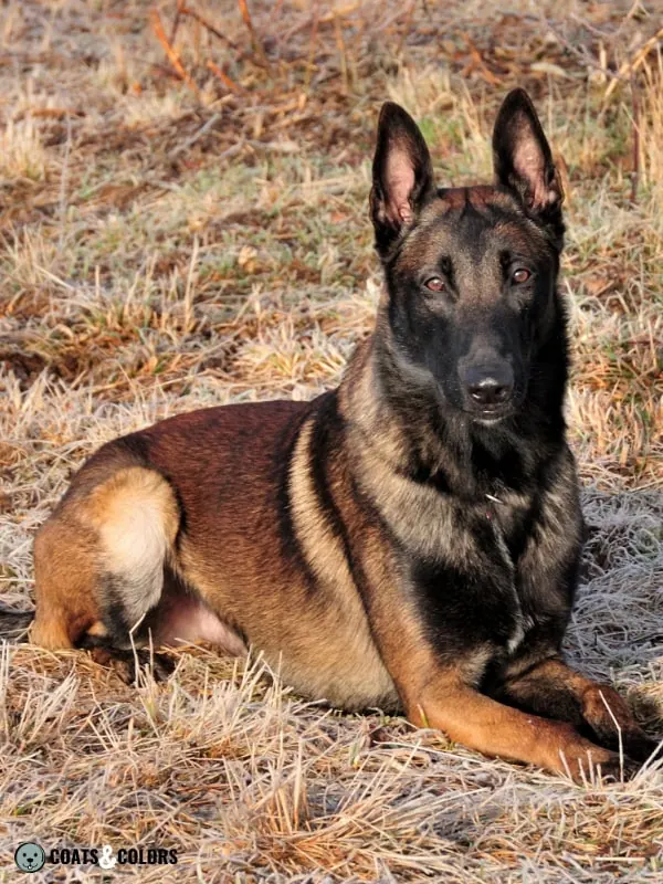 Belgian Malinois Coat Colors sable 2