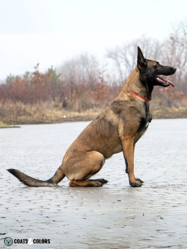 Belgian Malinois Coat Colors sable 3