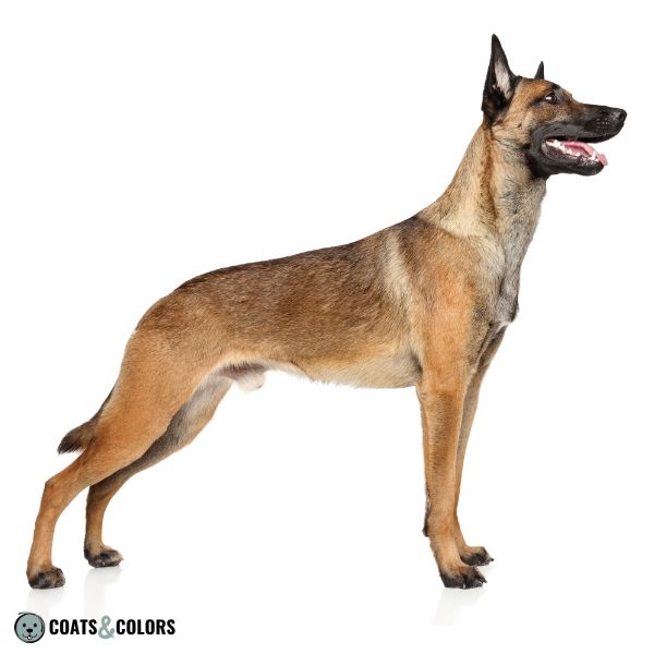 Belgian malinois coat outlet colors