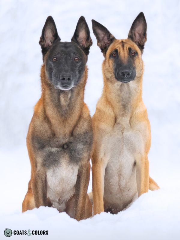 Belgian Malinois Coat Colors sable variety