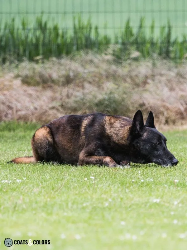 Belgian Malinois Coat Colors shaded sable pattern