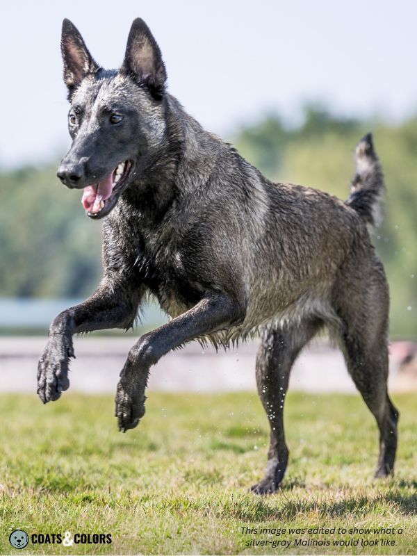 Grey belgian hot sale shepherd