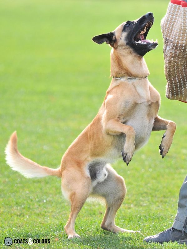 Belgian Malinois Coat Colors washed out fawn